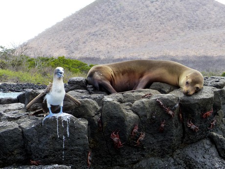 Blaufußtölpel, Seelöwe & Klippenkrabben